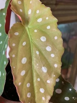 Feng Sway RARE Angel Wing Begonia ~ Live Plant 15 Feng Sway RARE Angel Wing Begonia ~ Live Plant