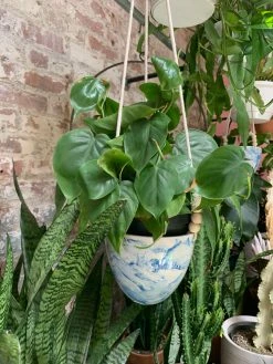 Feng Sway PRE-ORDER Philodendron Brasil ~ Live Plant LIVE PLANTS