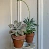 Feng Sway 3” Cacti + Succulent ~ Live Plants