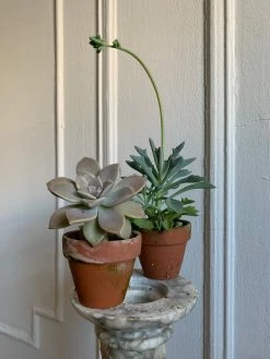 Feng Sway 3” Cacti + Succulent ~ Live Plants