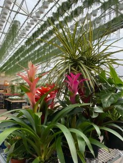 Feng Sway LIVE PLANTS Bromeliad ~ Live Plant