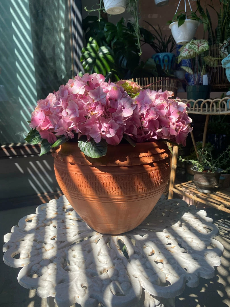 Feng Sway Exclusive 6-7" POTS Textured Terra Cotta Pots ~ Two Sizes 3 Feng Sway Exclusive 6-7" POTS Textured Terra Cotta Pots ~ Two Sizes