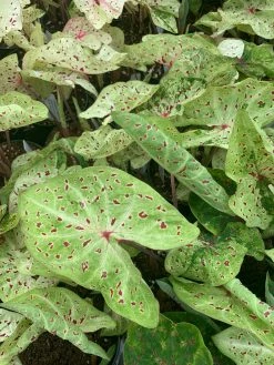 FENG SWAY LOCAL PICK UP ONLY Heart Of Jesus Caladium ~ Live Plant