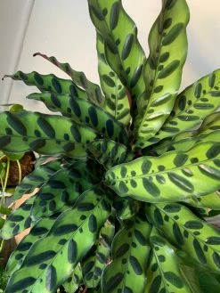 Feng Sway PRE-ORDER Rattlesnake Calathea ~ Live Plant LIVE PLANTS