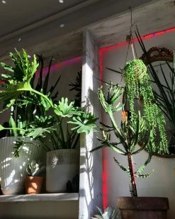 FENG SWAY PRE-ORDER FOR PICK UP 10