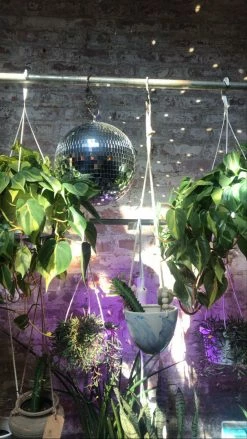FENG SWAY Sales 9 Feng Sway FUN Garden Disco Ball
