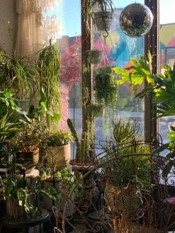 Feng Sway String Of Dolphins ~ Live Plant LIVE PLANTS 19 Feng Sway String Of Dolphins ~ Live Plant LIVE PLANTS