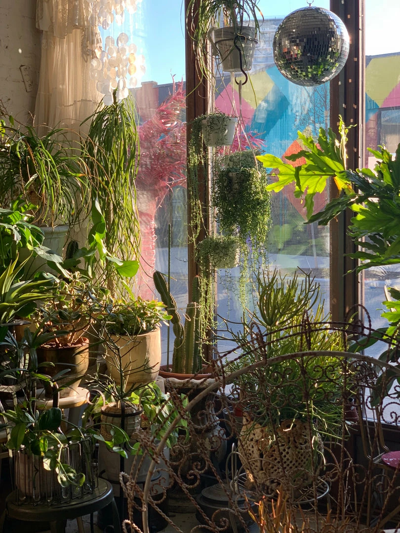 Feng Sway String Of Dolphins ~ Live Plant LIVE PLANTS 10 Feng Sway String Of Dolphins ~ Live Plant LIVE PLANTS