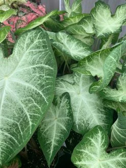 FENG SWAY LOCAL PICK UP ONLY Heart Of Jesus Caladium ~ Live Plant