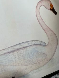 Feng Sway Exclusive Framed Swan Wall Hanging