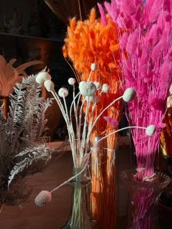 Feng Sway DRIED FLORALS + FEATHERS White Craspedia Stem