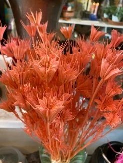 Feng Sway Pink Dried Nigella Flower Bundle DRIED FLORALS + FEATHERS