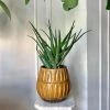 Feng Sway Hedgehog Aloe ~ Live Plant LIVE PLANTS