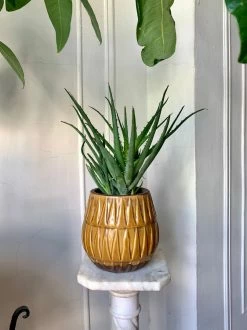 Feng Sway Hedgehog Aloe ~ Live Plant LIVE PLANTS