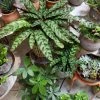 Feng Sway PRE-ORDER Rattlesnake Calathea ~ Live Plant LIVE PLANTS