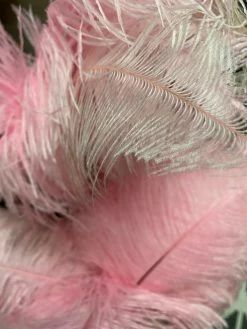 Feng Sway Large Pink Ostrich Feather DRIED FLORALS + FEATHERS