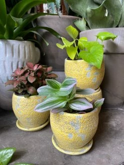 Feng Sway Sunny Distressed Planter 4-5" POTS