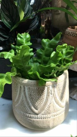 Feng Sway LIVE PLANTS PRE-ORDER Crispy Wave Ferns ~ Live Plant