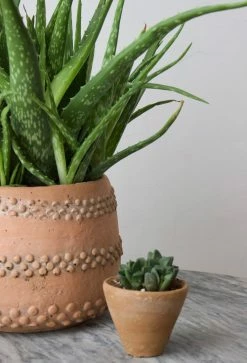 Feng Sway 3” Cacti + Succulent ~ Live Plants