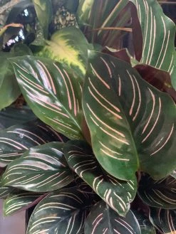 Feng Sway PRE-ORDER Pin Stripe Calathea ~ Live Plant LIVE PLANTS