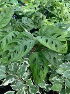 FENG SWAY LIVE PLANTS PRE-ORDER Swiss Cheese Vine ~ Live Plant