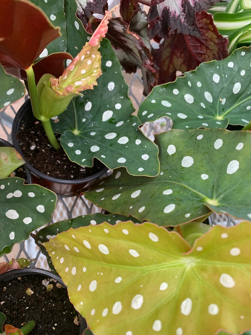 Feng Sway RARE Angel Wing Begonia ~ Live Plant 8 Feng Sway RARE Angel Wing Begonia ~ Live Plant