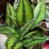 Feng Sway PRE-ORDER Pin Stripe Calathea ~ Live Plant LIVE PLANTS