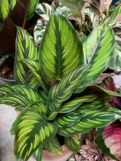 Feng Sway PRE-ORDER Pin Stripe Calathea ~ Live Plant LIVE PLANTS