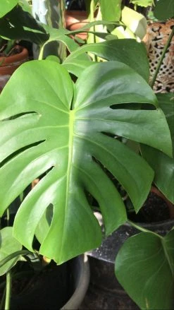 FENG SWAY AVAILABLE FOR PICK UP 6