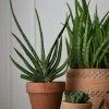 FENG SWAY LIVE PLANTS PRE-ORDER 4” Exotic Succulent And Cacti ~ Live Plant