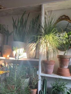 FENG SWAY LIVE PLANTS AVAILABLE FOR PICK UP Pony Tail Palm ~ Live Plant