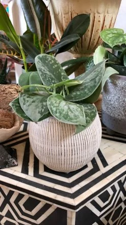 Feng Sway LIVE PLANTS Satin Scindapsis ~ Live Plant