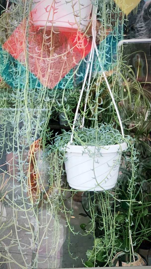 Feng Sway String Of Dolphins ~ Live Plant LIVE PLANTS 6 Feng Sway String Of Dolphins ~ Live Plant LIVE PLANTS