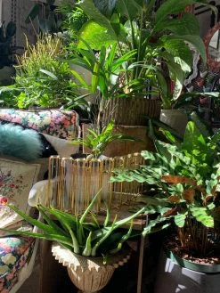 Feng Sway Exclusive Iron Test Tube Propagation Set