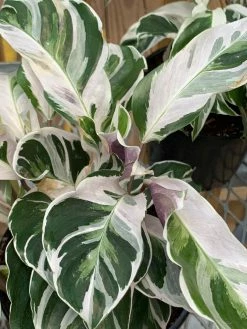 Feng Sway RARE White Fusion Calathea ~ LIVE PLANT LIVE PLANTS