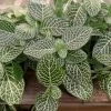 Feng Sway PRE-ORDER Silver Fittonia ~ Live Plant LIVE PLANTS