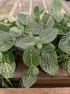 Feng Sway PRE-ORDER Silver Fittonia ~ Live Plant LIVE PLANTS