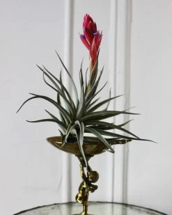 Feng Sway Air Plant FUN