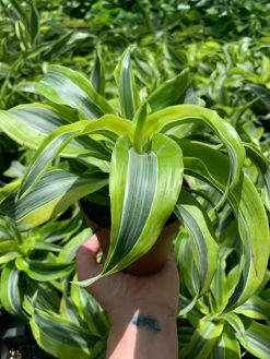 Feng Sway PRE-ORDER Lemon Lime Dracaena ~ Live Plant
