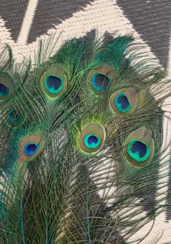 Feng Sway Peacock Feathers