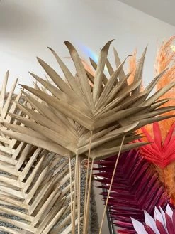 Feng Sway DRIED FLORALS + FEATHERS Lady Finger Palm Pick