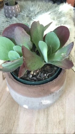 Feng Sway LIVE PLANTS Pancake Succulent ~ Live Plant