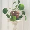 Feng Sway LIVE PLANTS PRE-ORDER Pilea "Pepperoni" ~ Live Plant