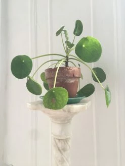 Feng Sway LIVE PLANTS PRE-ORDER Pilea "Pepperoni" ~ Live Plant