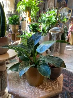 FENG SWAY Rare Birkin Philodendron ~ Live Plant LIVE PLANTS