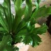 Feng Sway PRE-ORDER Flame Fern ~ Live Plant LIVE PLANTS