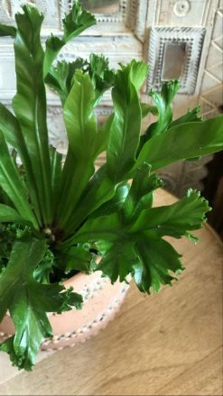 Feng Sway PRE-ORDER Flame Fern ~ Live Plant LIVE PLANTS