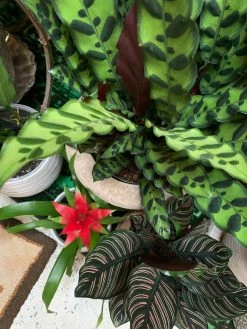 Feng Sway PRE-ORDER Rattlesnake Calathea ~ Live Plant LIVE PLANTS