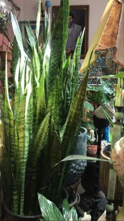 FENG SWAY LIVE PLANTS PRE-ORDER FOR PICK UP 10”-14” Snake ~ Live Plant