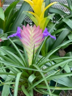 Feng Sway LIVE PLANTS Bromeliad ~ Live Plant